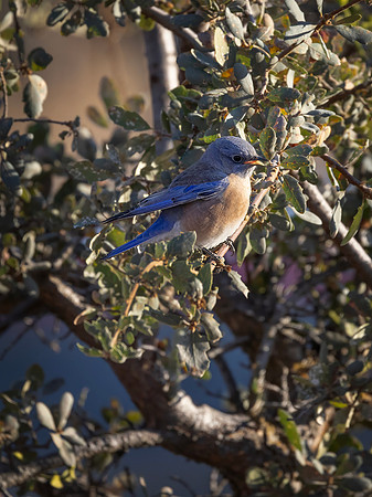 Western Bluebird, Male, Pinnacles National Park, CA