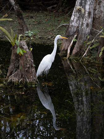 Great Egret