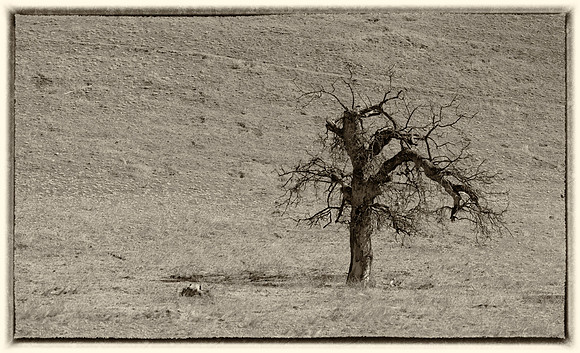 Live Oak That Is No Longer, San Joaquin Valley, CA