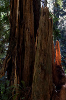 Glowing Redwood Spire, Redwood National Park, CA