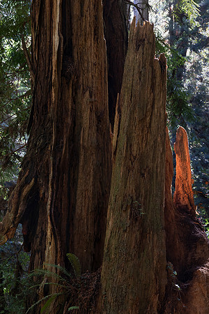 Glowing Redwood Spire, Redwood National Park, CA