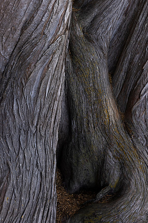 Monterey Cypress, Point Reyes National Seashore, CA