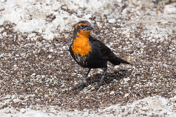 Yellow-headed Blackbird, Female