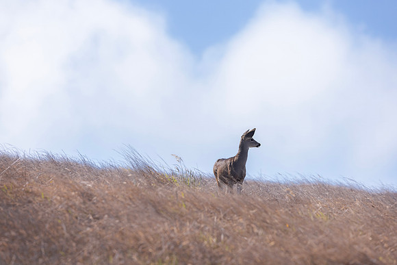 Mule Deer, Point Reyes National Seashore, CA