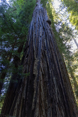 Redwood Trunk, Redwood National Park, CA