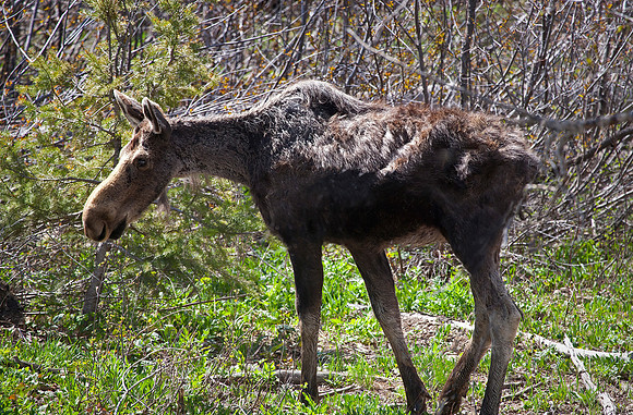 Moose, Juvenile
