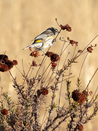 Yellow-Rumped Warbler, Pinnacles National Park, CA