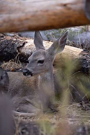 Mule Deer Fawn, Pinnacles NationalPark, CA