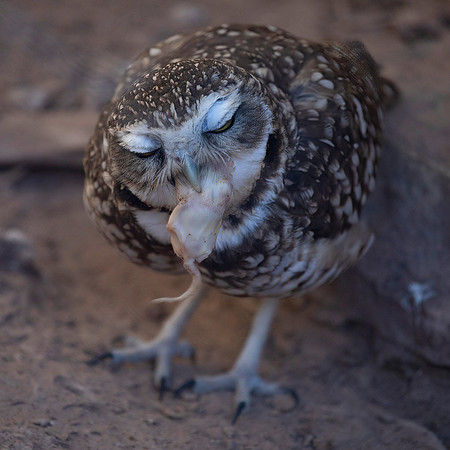 Burrowing Owl, Feeding on Mouse