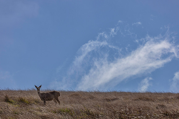 Mule Deer, Point Reyes National Seashore, CA