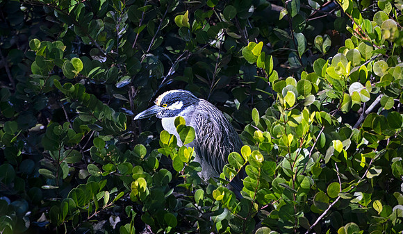 White-Crowned Night Heron