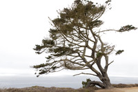 Monterey Cypress, California Coast