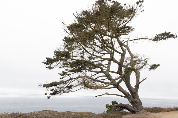 Monterey Cypress, California Coast