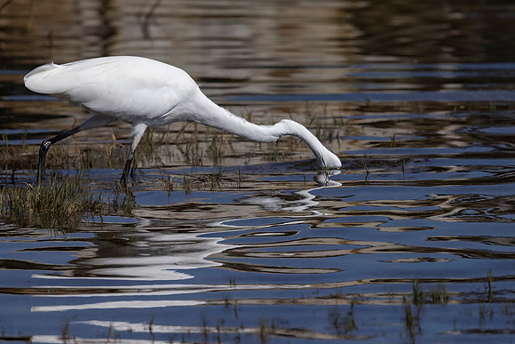 Great Egret, Point Reyes National Seashore, CA