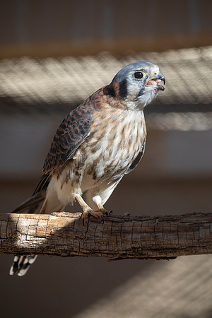 American Kestrel (Captive)