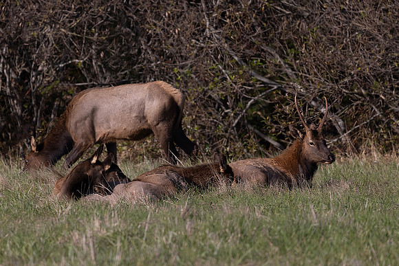 Roosevelt Elk, Crescent City, CA