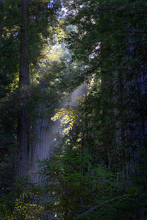 Sun Shafts, Redwood National Park, CA