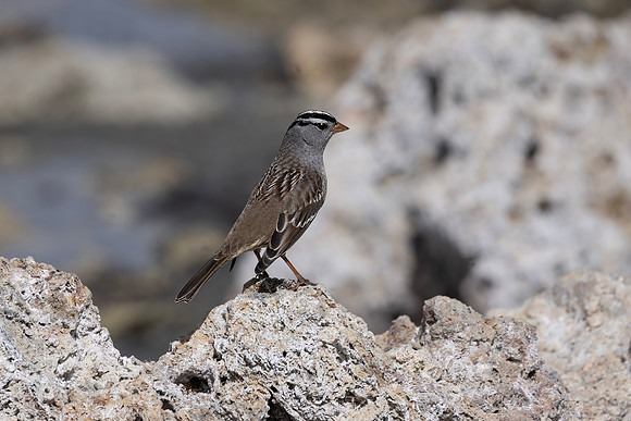 White-crowned Sparrow