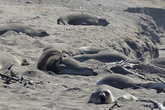 Juvenile Elephant Seals, San Simeon, CA
