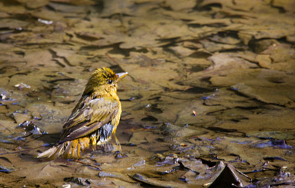 Baltimore Oriole, Female, Bathing