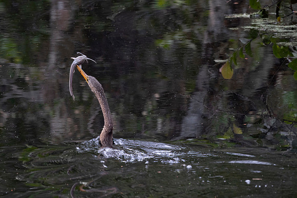 Anhinga with Catch