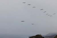 Pelicans in Flight, California Coast