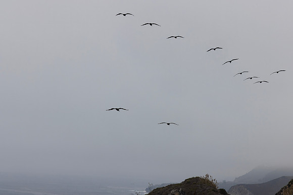 Pelicans in Flight, California Coast