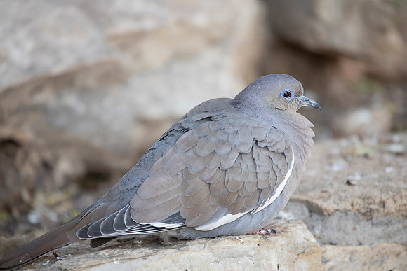 White-Winged Dove