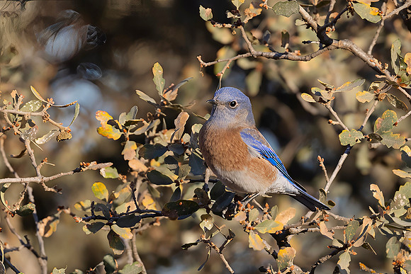 Western Bluebird, Male, Pinnacles National Park, CA
