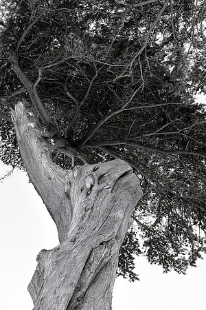 Monterey Cypress, Point Reyes National Seashore, CA