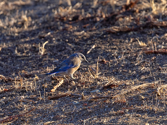 Western Bluebird, Male, Pinnacles National Park, CA