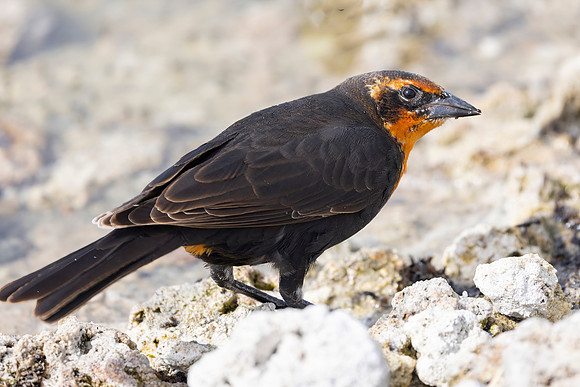 Yellow-headed Blackbird, Female
