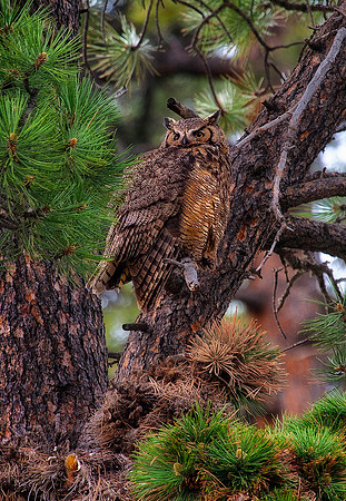 Nesting Great Horned Owl