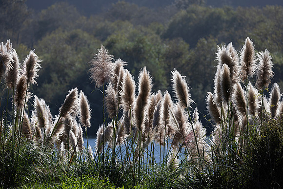 Backlit Grasses, Redwood National Park, CA