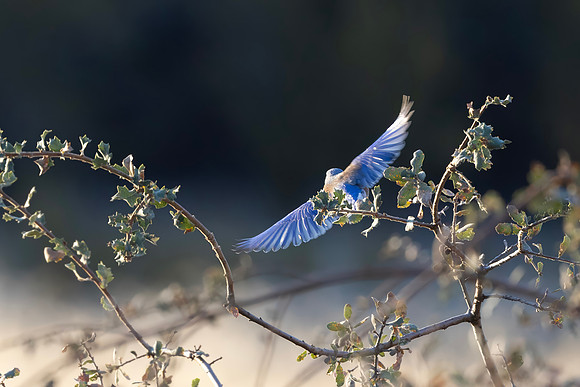 Western Bluebird, Male, Pinnacles National Park, CA