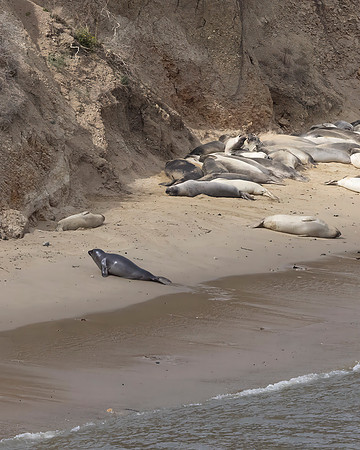 Juvenile Elephant Seal, Point Reyes National Seashore, CA