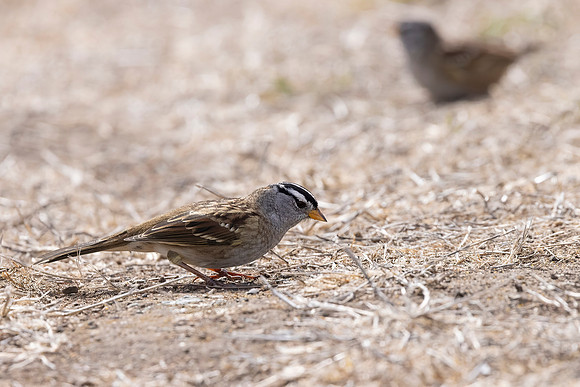 White-crowned Sparrow