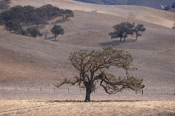 Live Oaks, San Joaquin Valley, CA