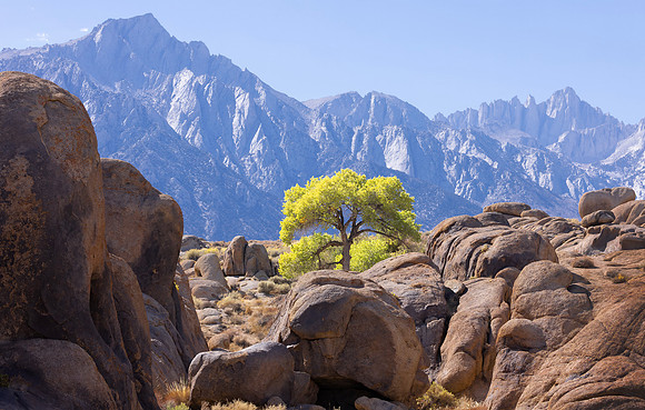 Cottonwood with Lone Pine Peak and Mt. Whitney, Alabama Hills, Lone Pine, CA