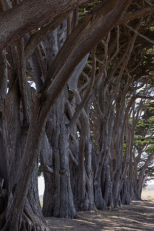 Monterey Cypress, Point Reyes National Seashore, CA