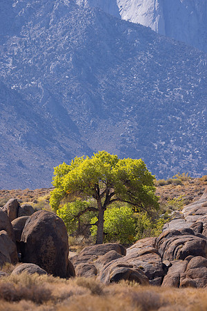 Cottonwood Tree, Alabama Hills, Lone Pine, CA
