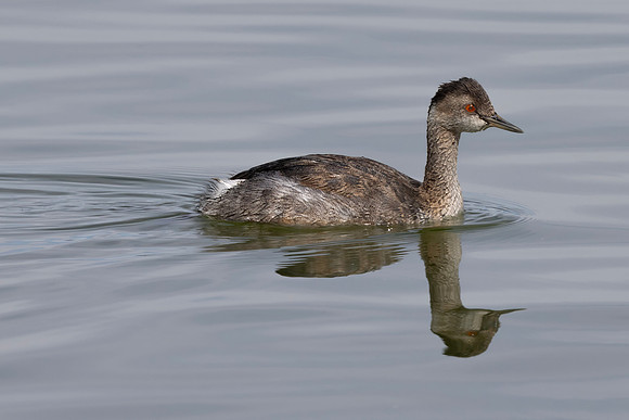 Eared Grebe, Mono Lake, CA