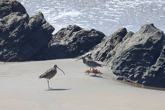 Long-Billed Curlew, San Simeon, CA