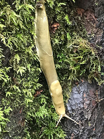 Banana Slug