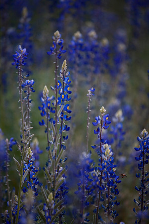 Bluebonnet Patch, Big Bend Ranch State Park, TX (February 15, 2016, 5:16 pm)