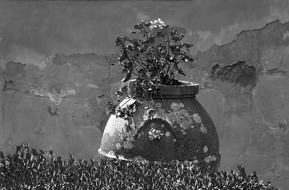 Planter, Vigna Maggio, Vitigliano, Italy