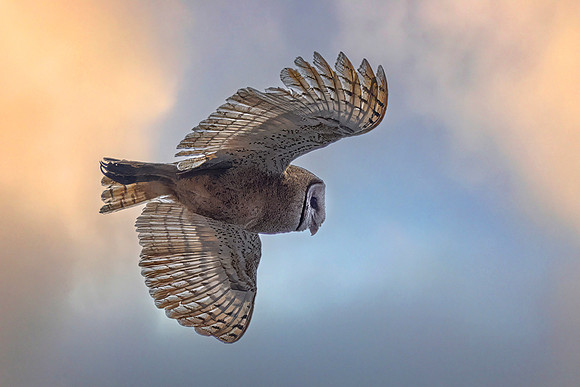 Barn Owl in Flight, Point Reyes National Seashore, CA