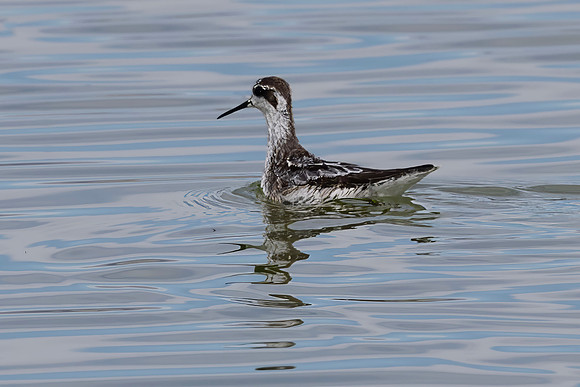 Red Necked Phalarope, Mono Lake, CA