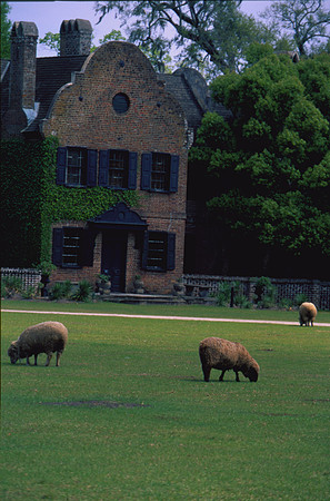 Sheep, Middleton Plantation, Chaleston, SC