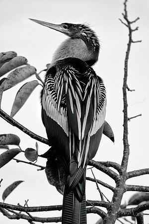 Female Anhinga